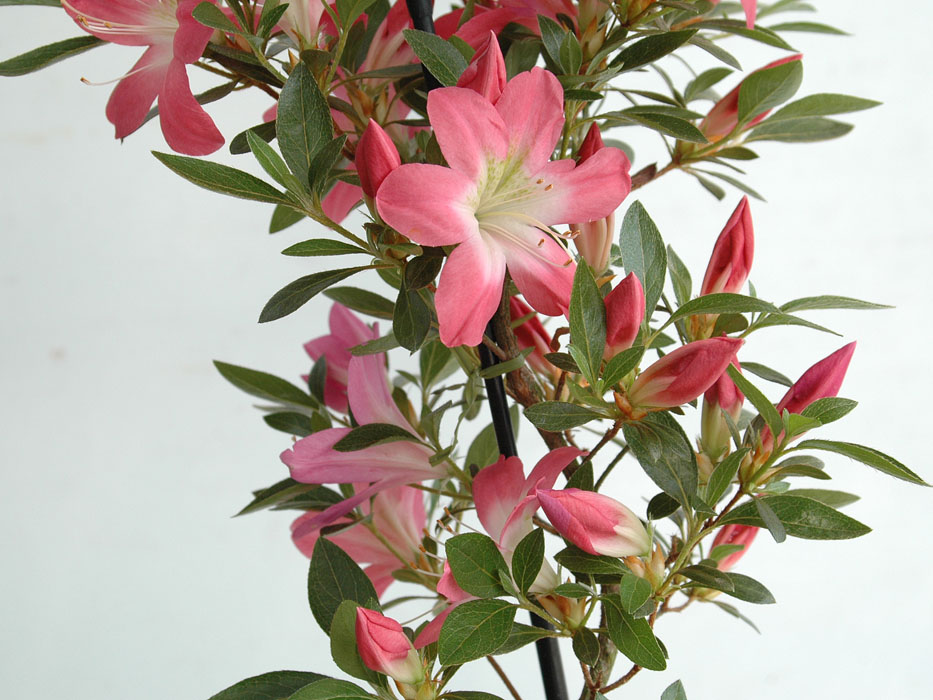 皐月さつき盆栽 【飛鳥美人 あすかびじん】 皐月さつき盆栽 【飛鳥美人