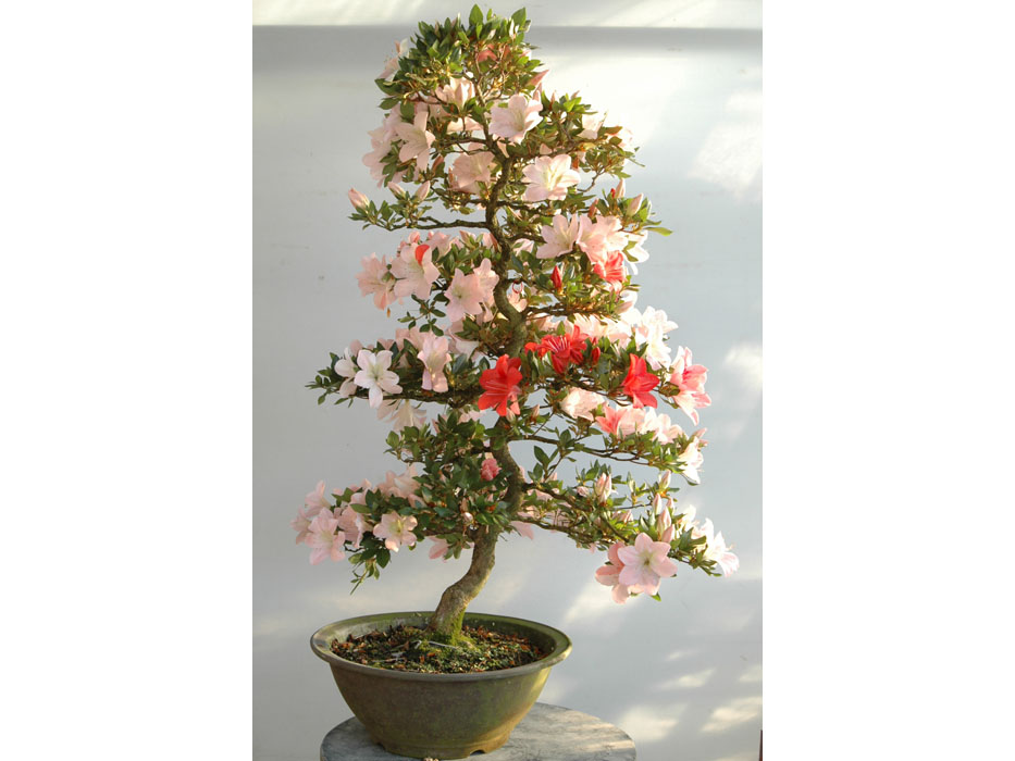 珍山 ちんざん : ヤマカ園芸, 皐月販売