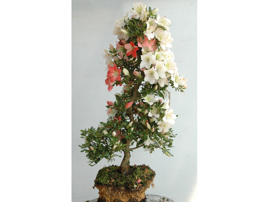 皐月　山の光　鉢植え大型　樹形いいです。 皐月 山の光 鉢植え大型 樹形いいです。 - メルカリ