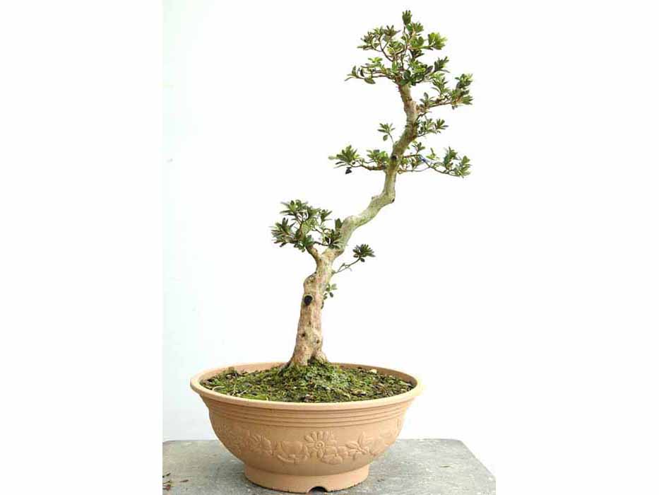 花綴 はなつづり 花綴 はなつづり