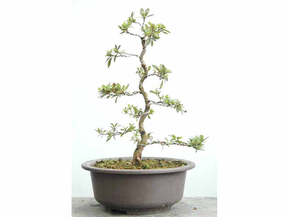 ヤマカ園芸, 皐月販売