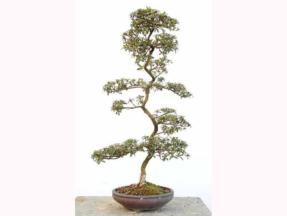 ヤマカ園芸, 皐月販売