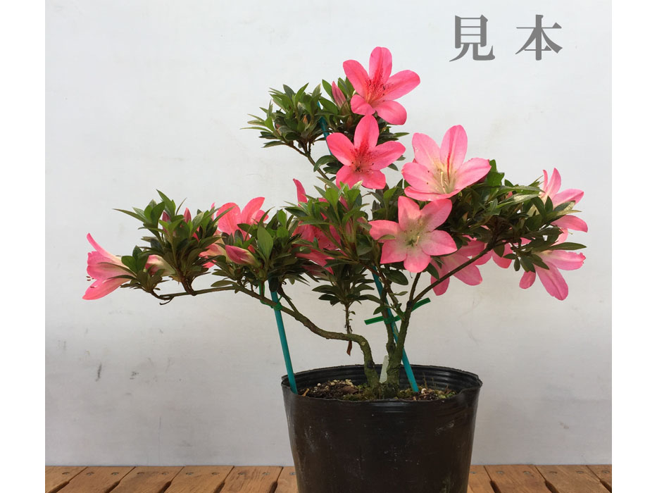 煌陽 こうよう : ヤマカ園芸, 皐月販売