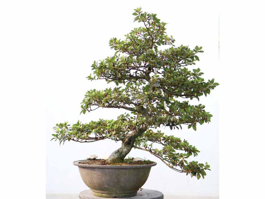 都賀の春 つがのはる 都賀の春 つがのはる