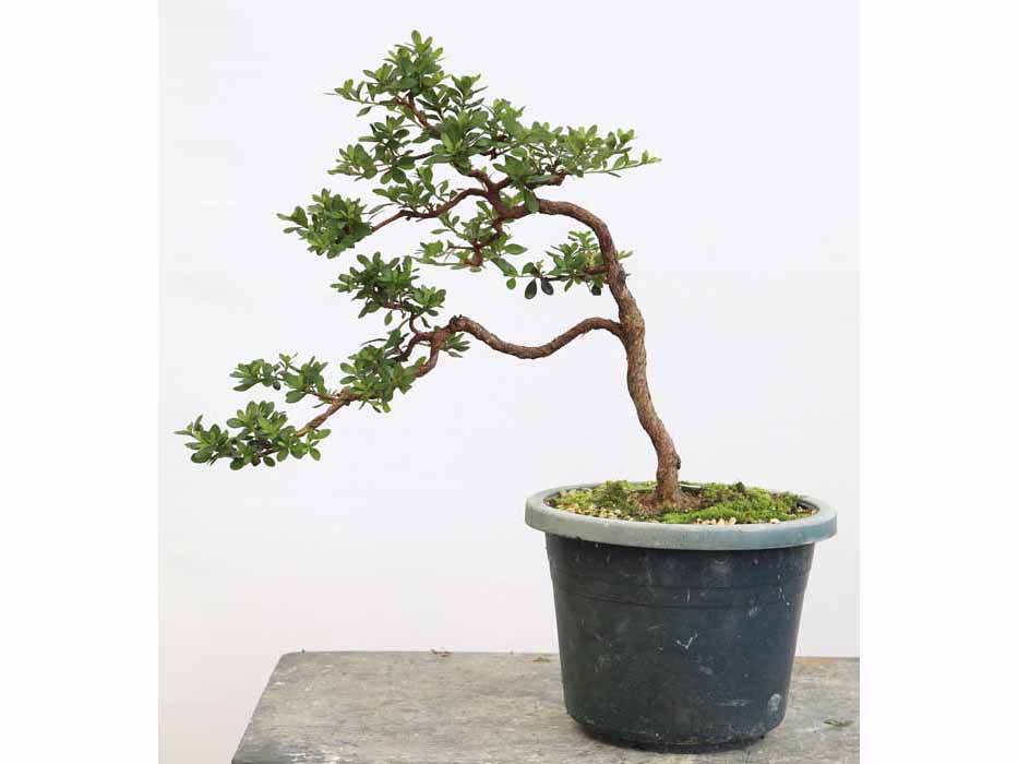 絹の舞 きぬのまい 絹の舞 きぬのまい