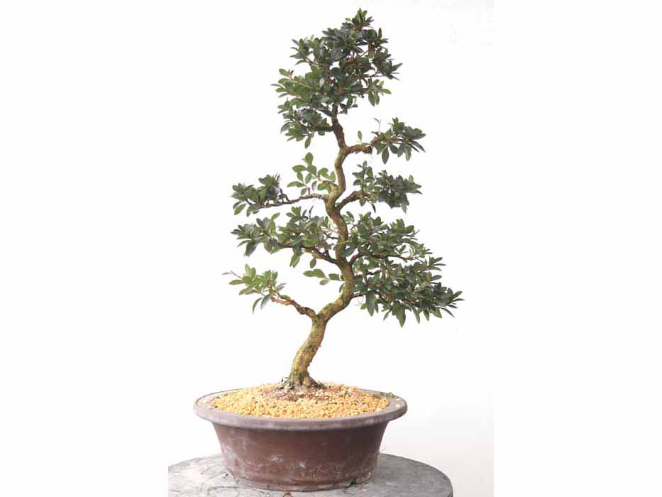 花綴 はなつづり 花綴 はなつづり