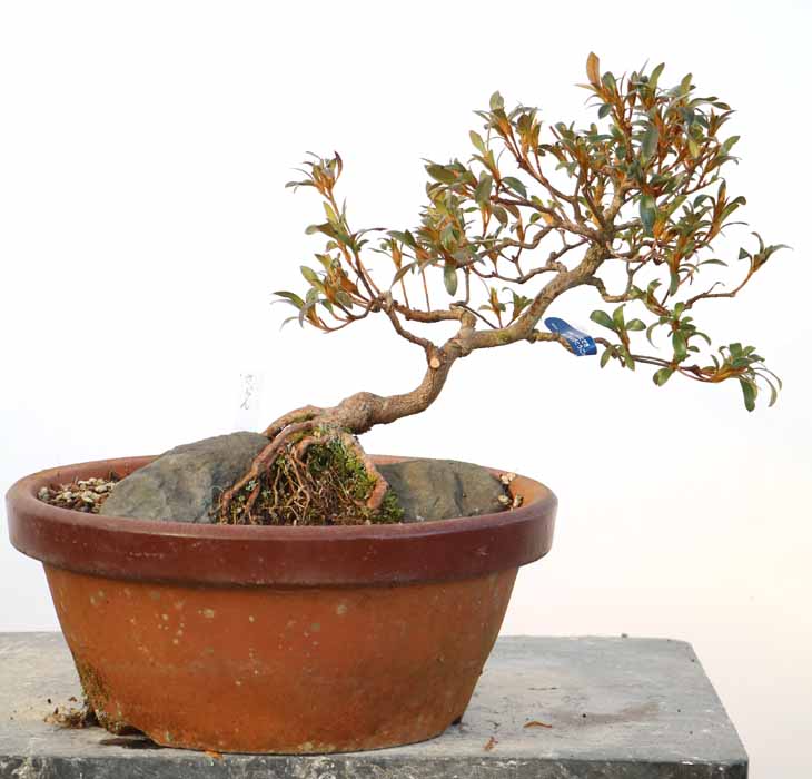 463 盆栽　盆栽鉢　植木鉢　和鉢　裕士 463 盆栽盆栽鉢植木鉢和鉢裕士