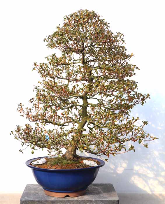 まつなみ 松波 : ヤマカ園芸, 皐月販売