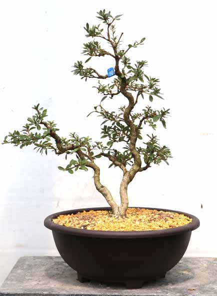 珍山　皐月盆栽 楽天市場】盆栽 皐月 珍山 樹高 約21cm さつき Rhododendron