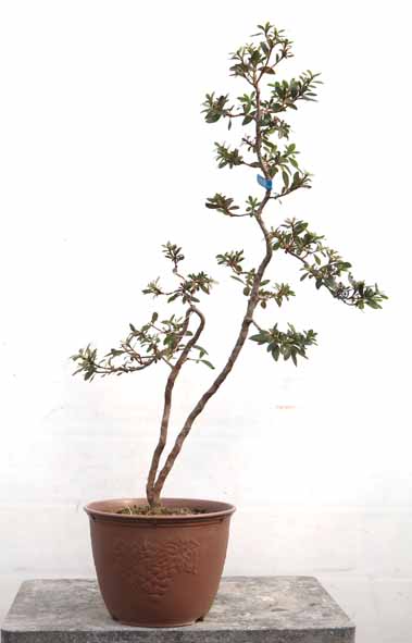 珍山　皐月盆栽 珍山 皐月盆栽 【公式通販】