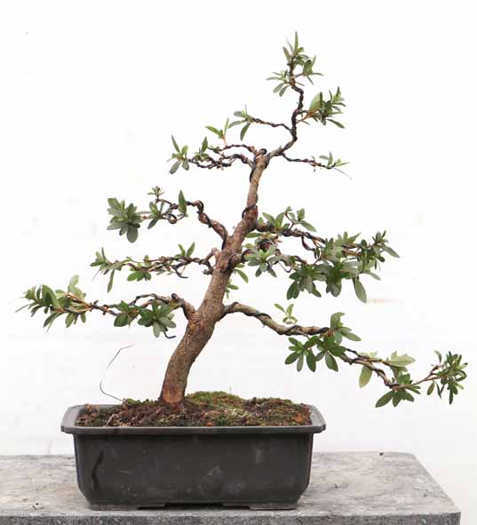 ほしつき 星月 : ヤマカ園芸, 皐月販売