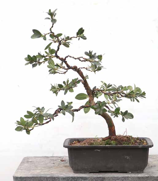 幹周 7cm未満 : ヤマカ園芸, 皐月販売