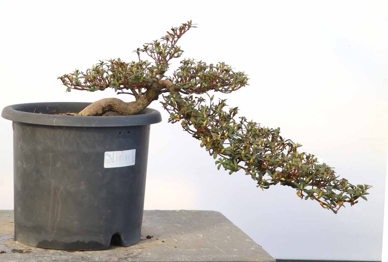 南蛮焼締　蓮葉形　蓮花蛙象嵌　掛け花生　合せ箱付　V　R7084 南蛮焼締 蓮葉形 蓮花蛙象嵌 掛け花生 合せ箱付 V R7084 - メルカリ