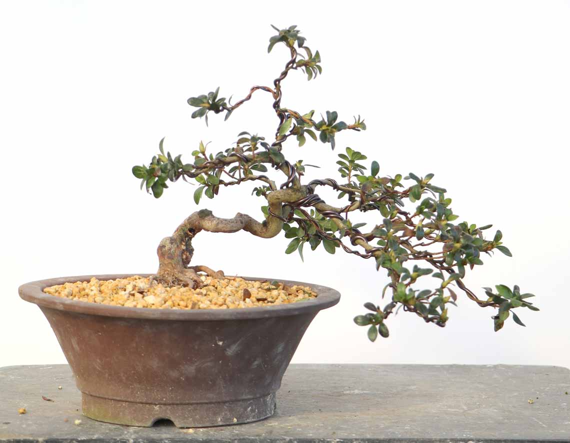 きぬのまい 絹の舞 : ヤマカ園芸, 皐月販売