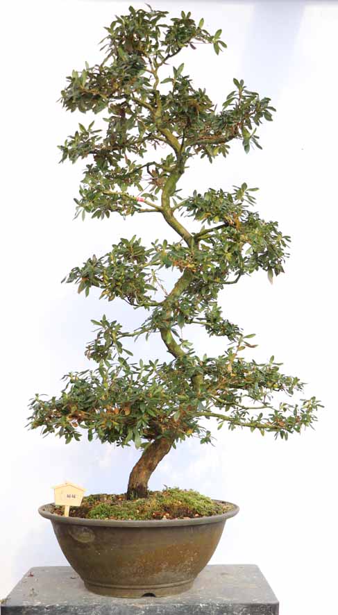 珍山 ちんざん : ヤマカ園芸, 皐月販売