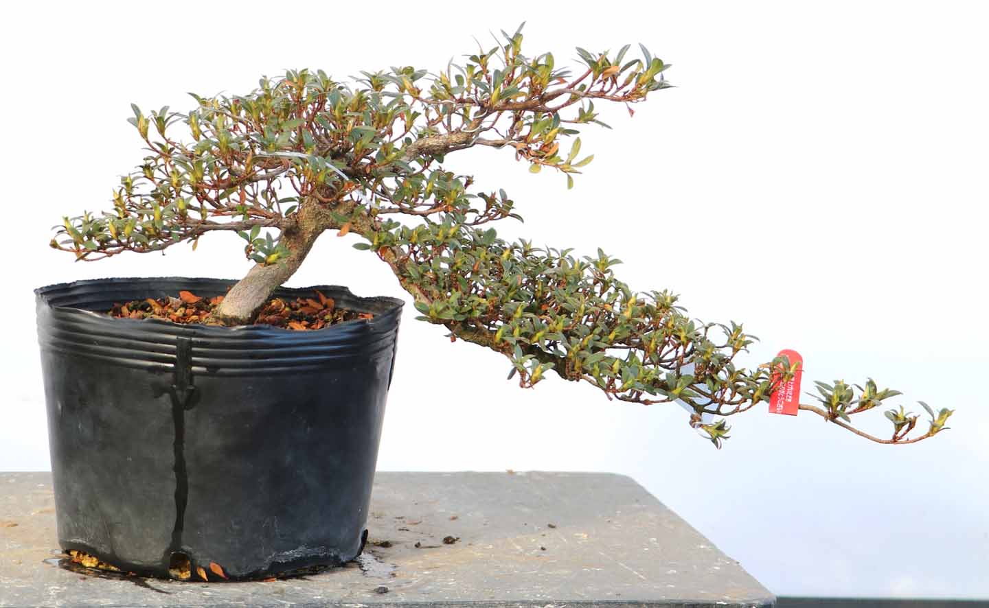 ヤマカ園芸, 皐月販売