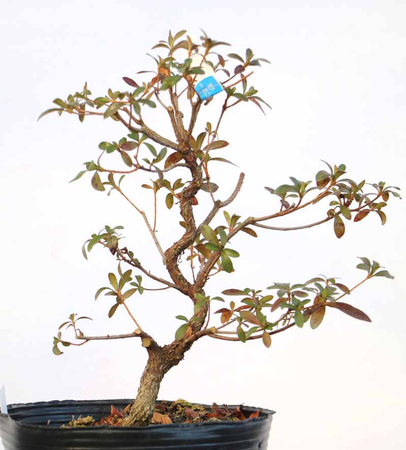 しりゅうのほまれ 紫龍の誉 : ヤマカ園芸, 皐月販売