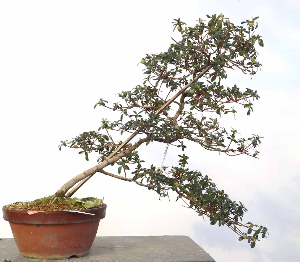 秋田五銘花】皐月 