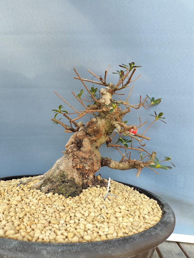 幹周 20cm 以上 : ヤマカ園芸, 皐月販売