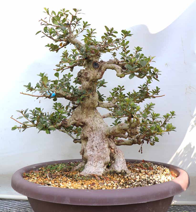 あさひのひかり 旭の光 : ヤマカ園芸, 皐月販売