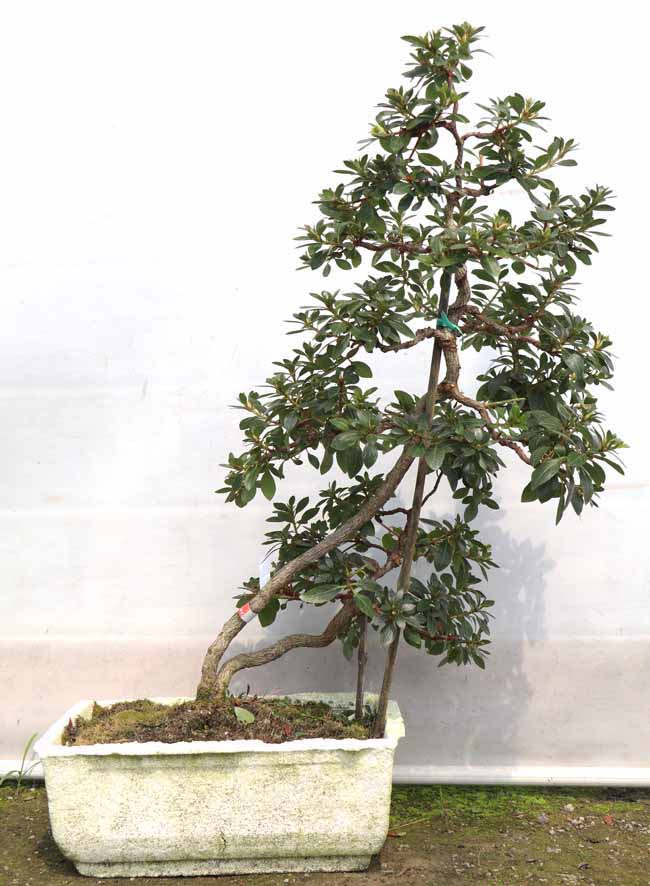 皐月・鴻の舞（こうのまい）] |小品模様木樹高約20cm低く伸びる