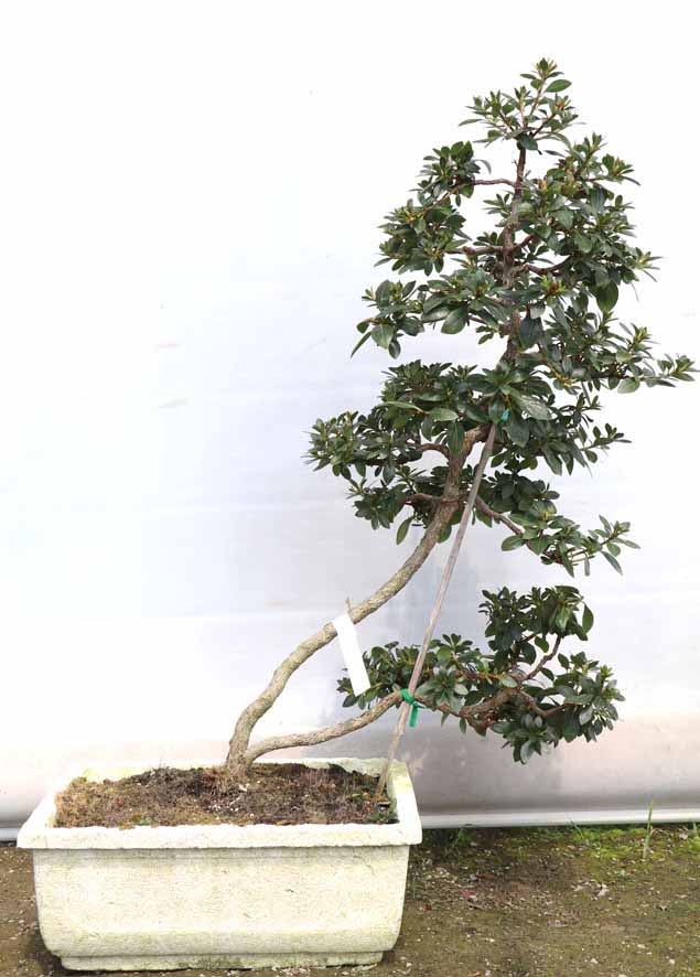 鹿沼のさつき屋さん 【八重の月】 創作盆栽/優良素材/樹勢良好/希少