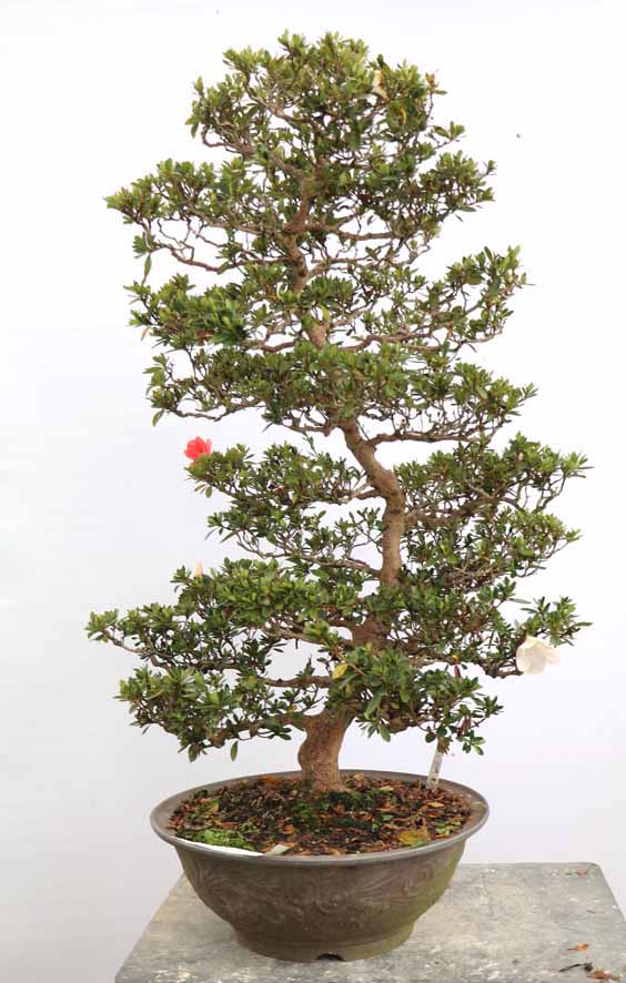 ヤマカ園芸, 皐月販売