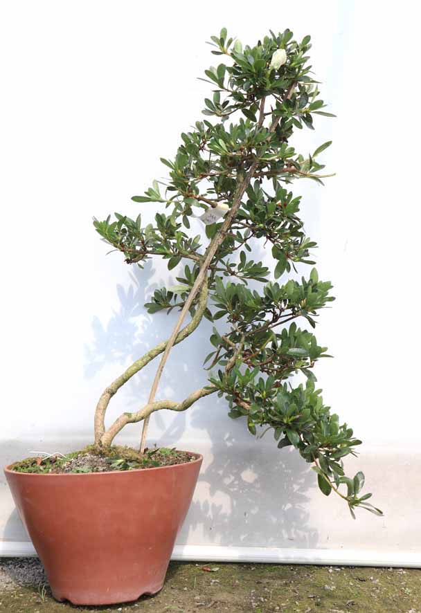 明美の月 あけみのつき : ヤマカ園芸, 皐月販売