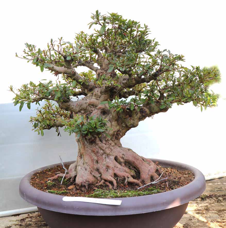 中国鉢 丸鉢 9号 : ヤマカ園芸, 皐月販売