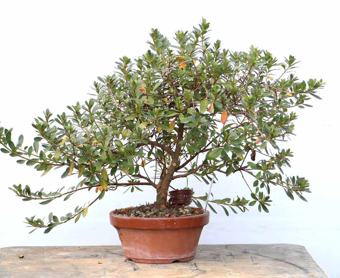 片山園芸土付きM25キロ 横山園芸 Yokoyama Nursery｜公式オンラインショップ｜通信販売