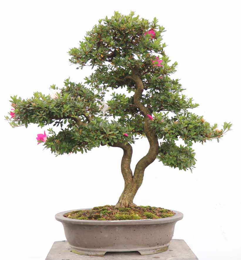 まつなみ 松波 : ヤマカ園芸, 皐月販売