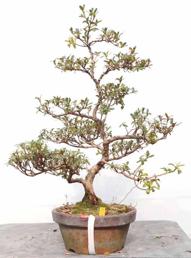 あさひのいずみ 旭の泉 : ヤマカ園芸, 皐月販売