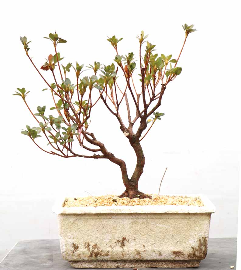 珍山　皐月盆栽 楽天市場】盆栽 皐月 珍山 樹高 約21cm さつき Rhododendron