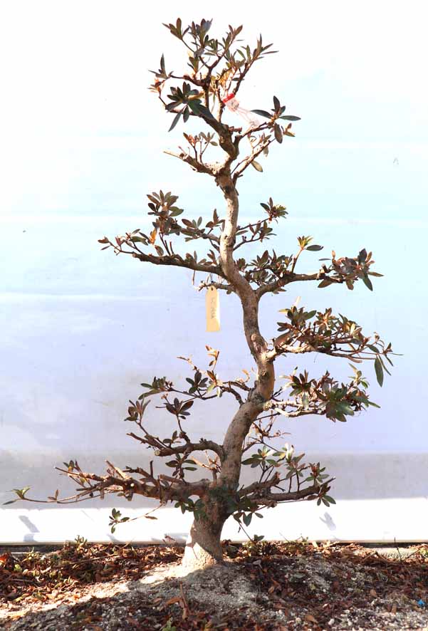 おおさかずき 大盃 : ヤマカ園芸, 皐月販売