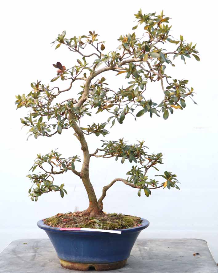 皐月　　品種、(珍山)　　太幹　早い者勝ち 皐月 品種、(珍山) 太幹 早い者勝ち
