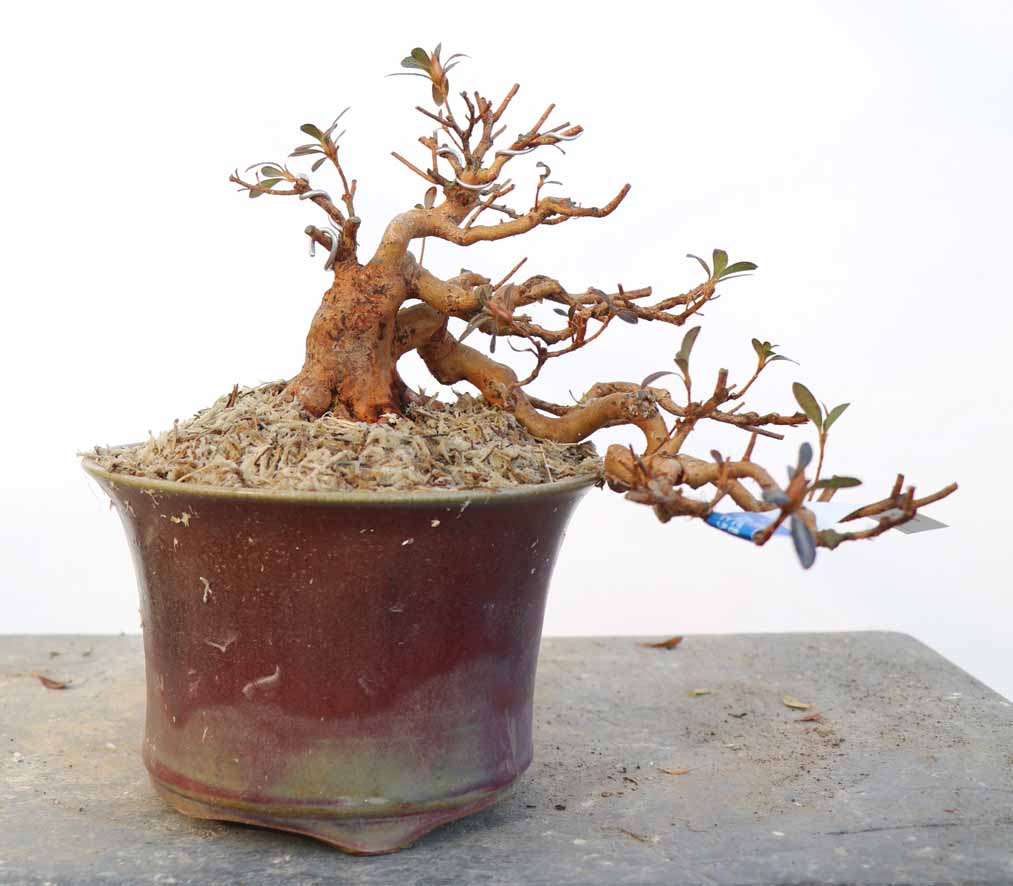 珍山　皐月盆栽 さつき盆栽 珍山