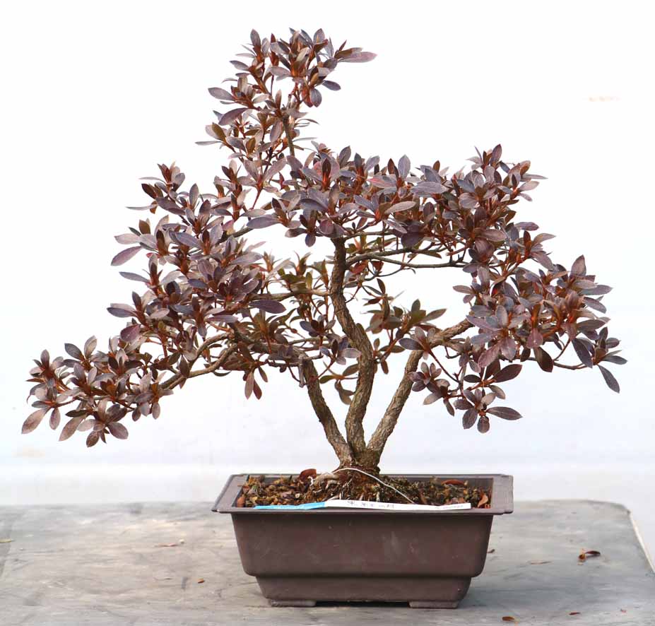 珍山　皐月盆栽 楽天市場】盆栽 皐月 珍山 樹高 約21cm さつき Rhododendron