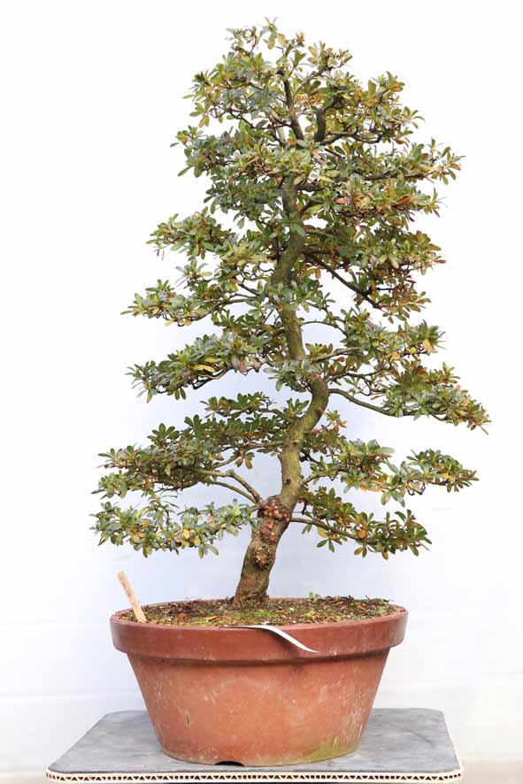 ヤマカ園芸, 皐月販売