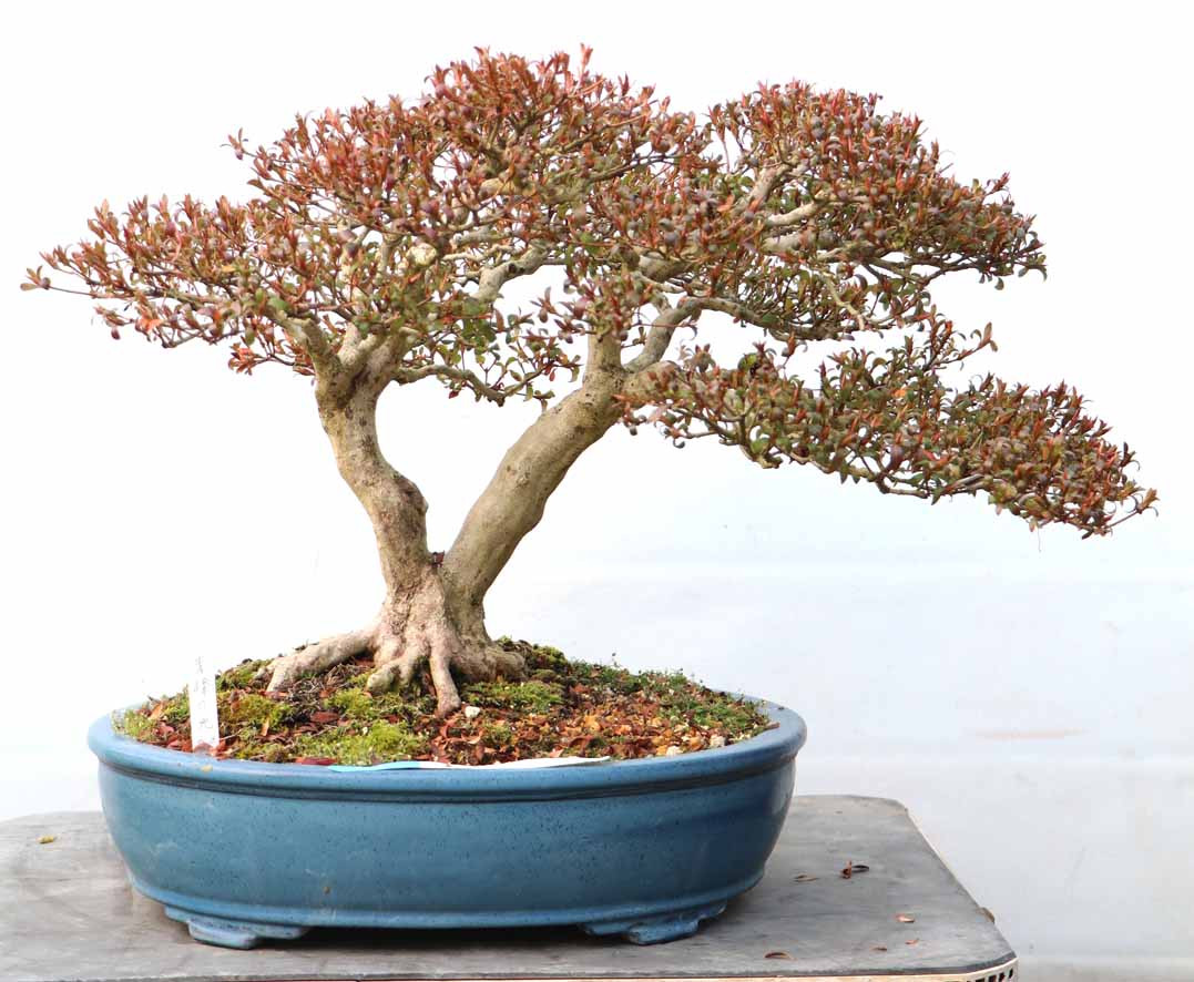 楕円鉢（プラ） : ヤマカ園芸, 皐月販売