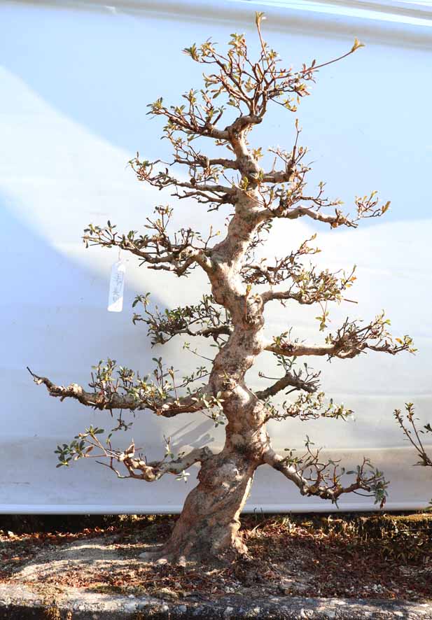 皐月 「煌陽(こうよう)」 盆栽 素材 皐月 「煌陽(こうよう)」 盆栽 素材