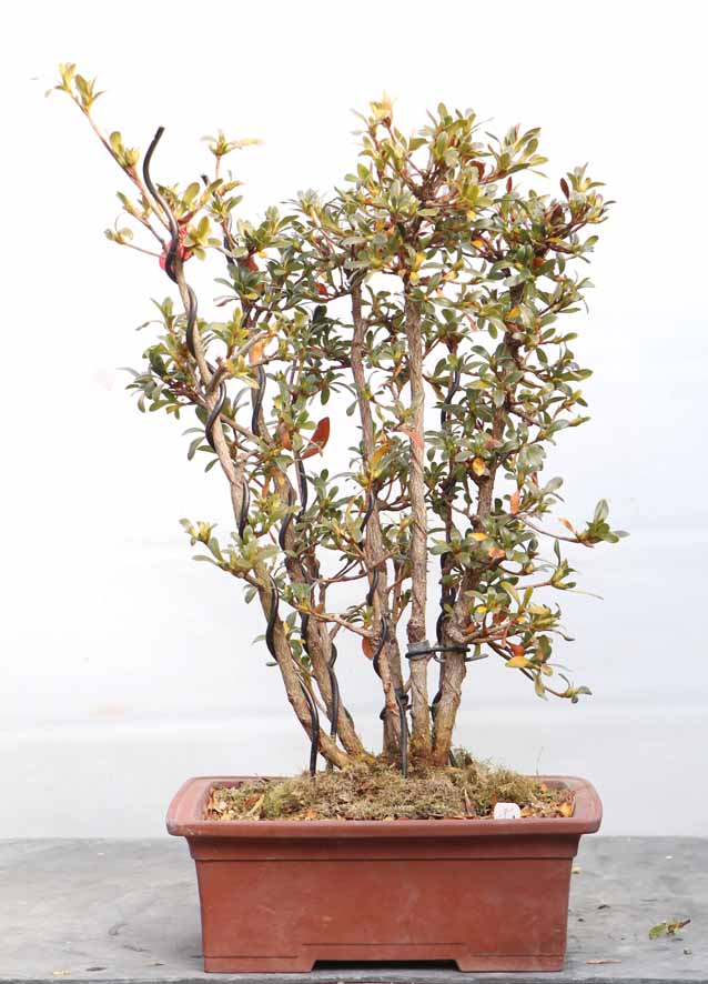 しりゅうのほまれ 紫龍の誉 : ヤマカ園芸, 皐月販売