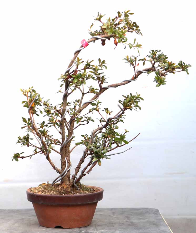 しりゅうのほまれ 紫龍の誉 : ヤマカ園芸, 皐月販売