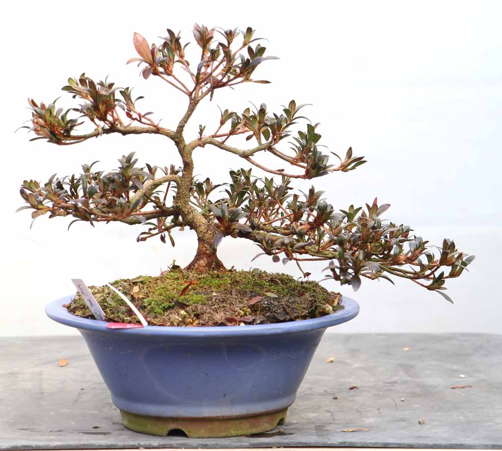 皐月 煌陽 ※花終わり 樹高32cm 中品盆栽 盆養木 花物 綺麗な花 皐月 煌陽 ※花終わり 樹高32cm 中品盆栽 盆養木 花物 綺麗な花