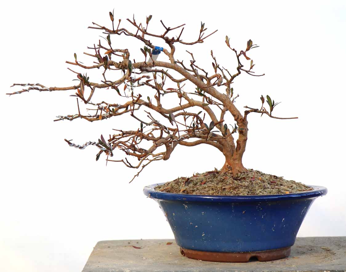 さつき 皐月 大盃 激古 双幹 ガチ盆栽さつき 皐月 大盃 激古