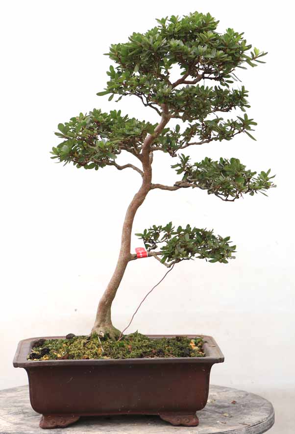 ヤマカ園芸, 皐月販売