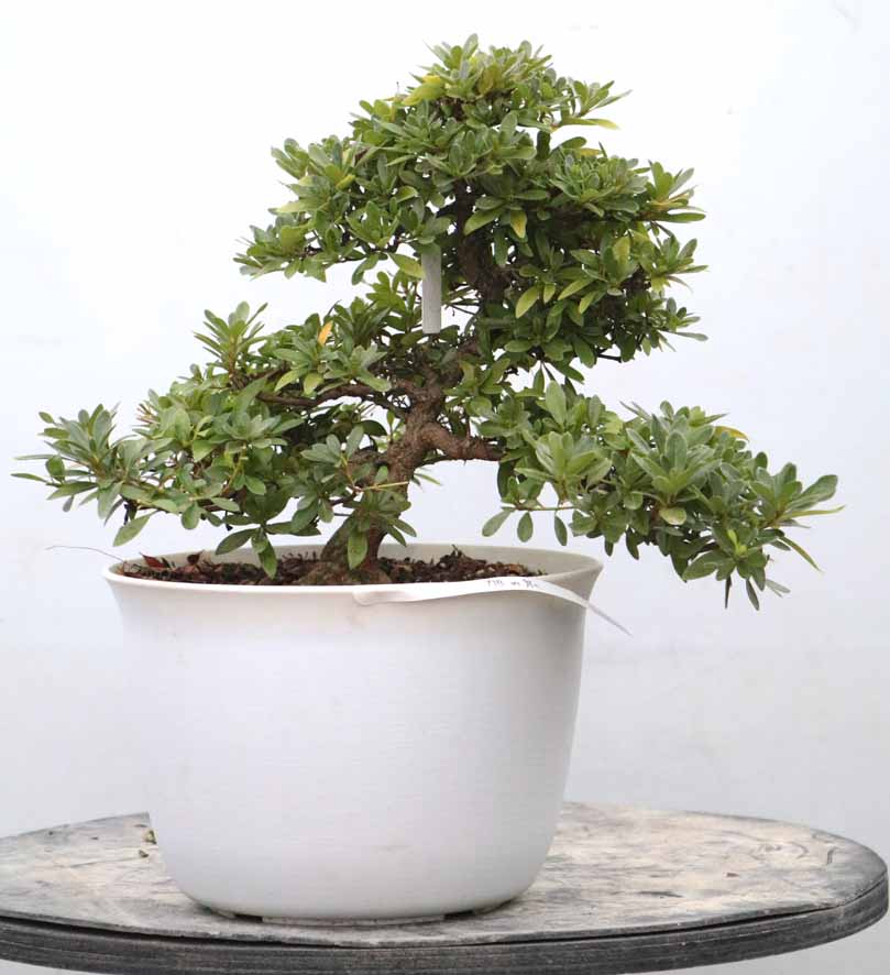 ヤマカ園芸, 皐月販売