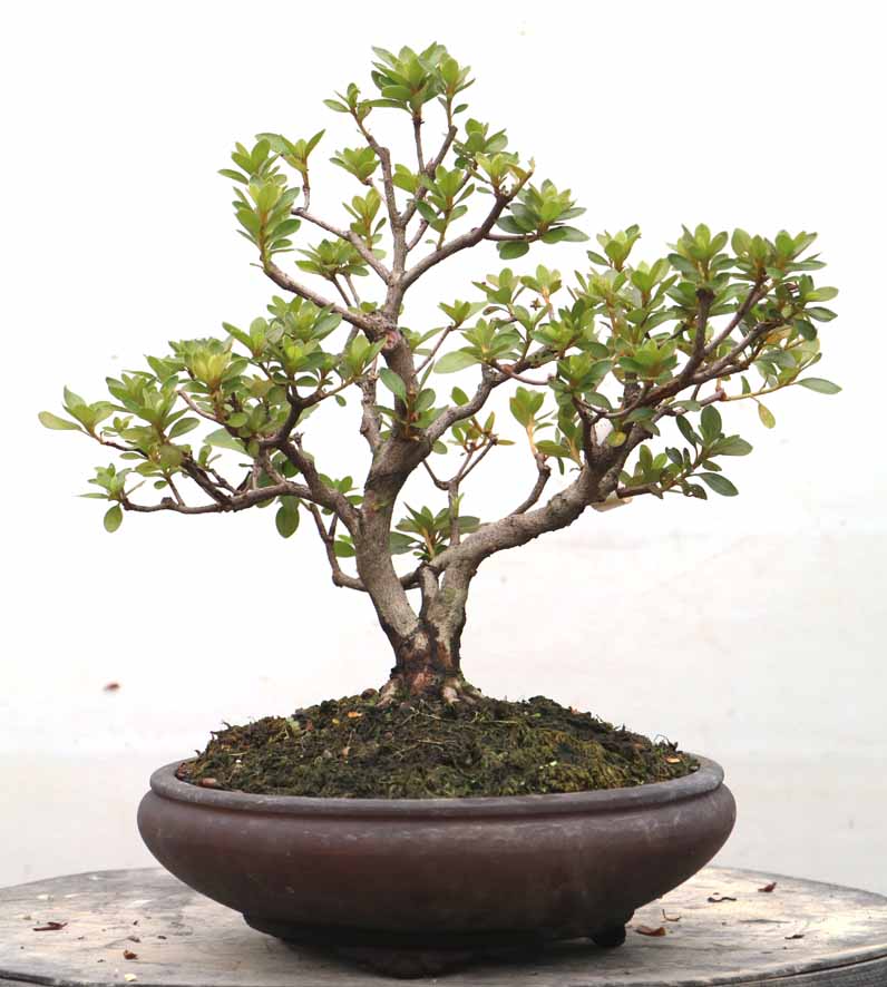 片山園芸 M 25キロ　5月5日 土を柔らかくする腐葉土/イケダグリーンセンター 園芸を豊富に