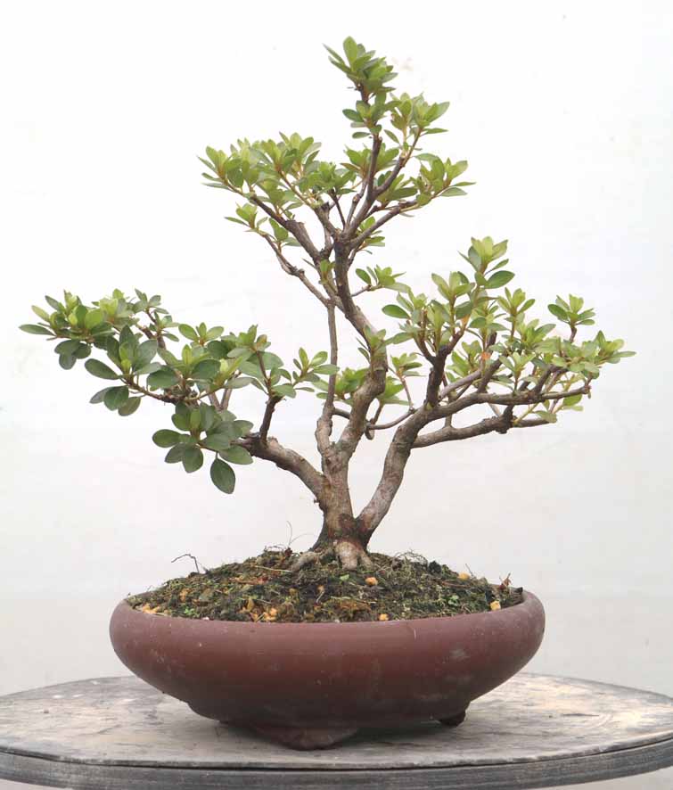 ヤマカ園芸, 皐月販売