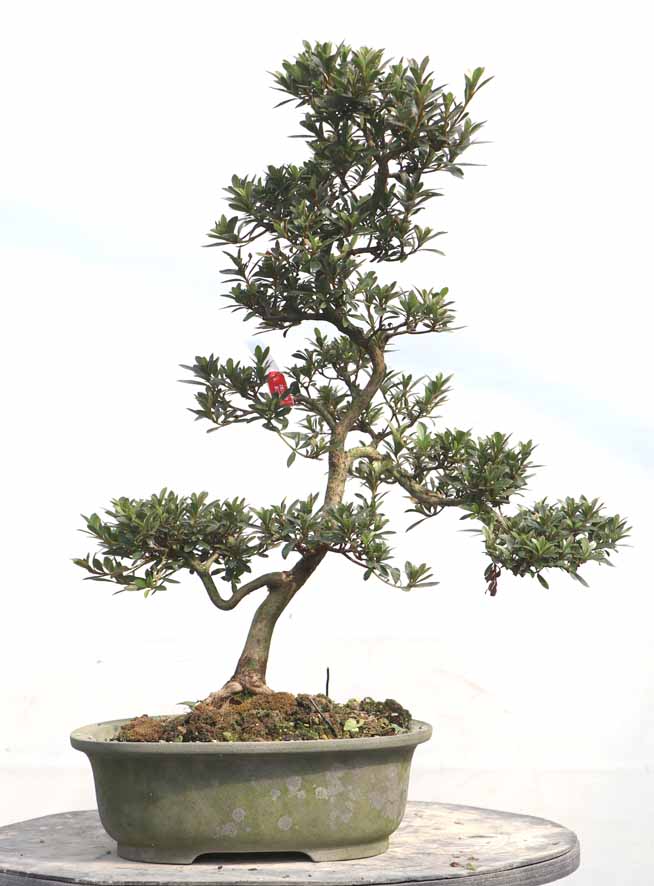 皐月盆栽晃山 楽天市場】盆栽 特選：皐月(晃山)*現品 サツキ さつき Satsuki