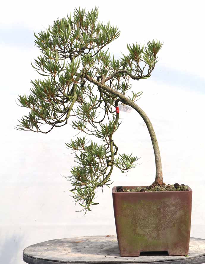 皐月盆栽晃山 楽天市場】盆栽 特選：皐月(晃山)*現品 サツキ さつき Satsuki